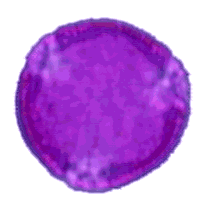 sycamore pollen image