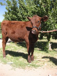 Milking shorthorn steer Milking shorthorn steer