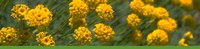 Yellow Flowers banner Yellow Flowers banner