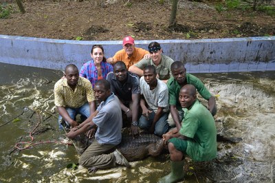 Croc Capture caption:Successful capture of a cataphractus