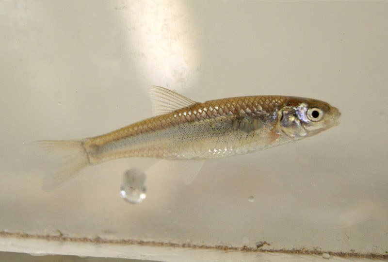 Silvery Minnow Closeup A Silvery Minnow.