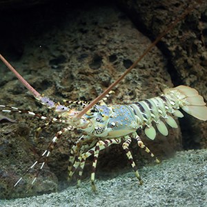 Spiny Lobster Headshot Spiny Lobster Headshot