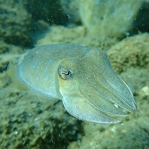 Common Cuttlefish Headshot Common Cuttlefish Headshot