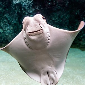 Headshot of Cownose Ray Headshot of Cownose Ray