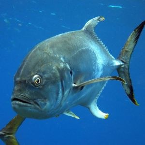 Crevalle Jack Headshot Crevalle Jack Headshot