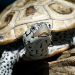 Headshot of Diamondback Terrapin Headshot of Diamondback Terrapin