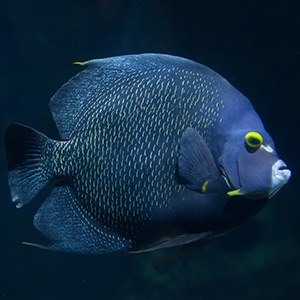 French Angelfish Headshot French Angelfish Headshot