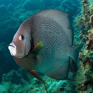 Headshot of Grey Angelfish Headshot of Grey Angelfish