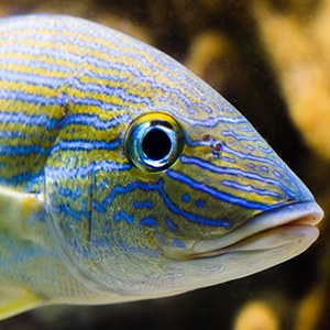 Grunt Fish Headshot Grunt Fish Headshot