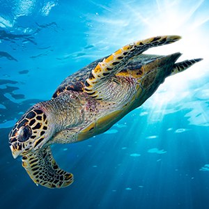Hawksbill Sea Turtle Headshot Hawksbill Sea Turtle Headshot