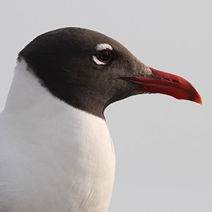 Laughing Gull Headshot Laughing Gull Headshot