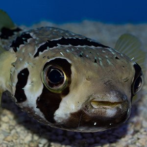 Headshot of Porcupine Puffer Headshot of Porcupine Puffer