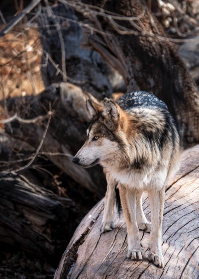A Mexican gray wolf pauses on a wide log. His body faces the viewer straight-on, but his head is turned to the left side of the frame as he surveys his habitat