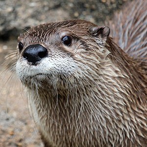Headshot of North American River Otter Headshot of North American River Otter