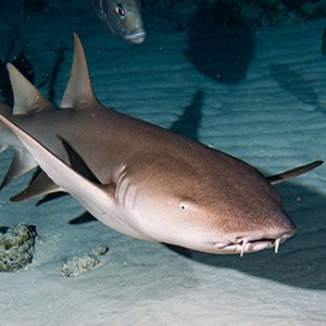 Nurse Shark Headshot Nurse Shark Headshot