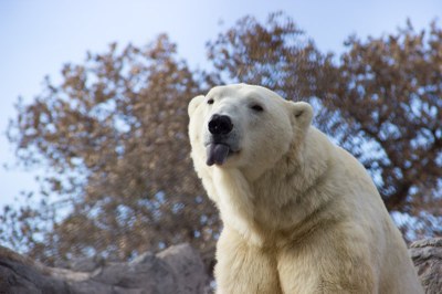 sassy polar bear polar bear sticking its tongue out