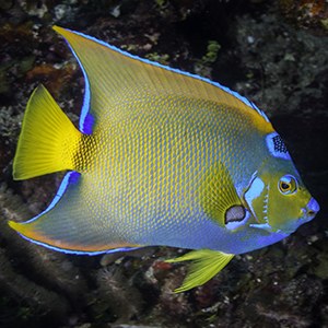 Headshot of Queen Angelfish Headshot of Queen Angelfish