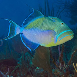 Headshot of Queen Triggerfish Headshot of Queen Triggerfish