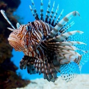 Red Lion Fish A red and white striped fish with multiple fins that look like a lions mane.