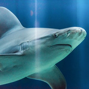 Sandbar Shark Headshot Sandbar Shark Headshot