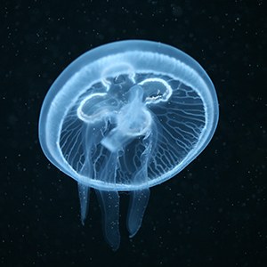 Jellies Headshot Jellies Headshot