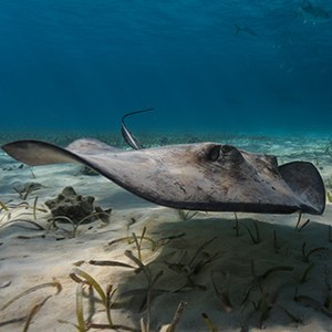 Headshot of Southern Stingray Headshot of Southern Stingray