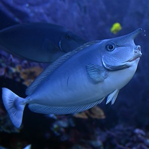 Unicornfish Headshot Unicornfish Headshot