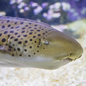 Headshot of Zebra Shark Headshot of Zebra Shark