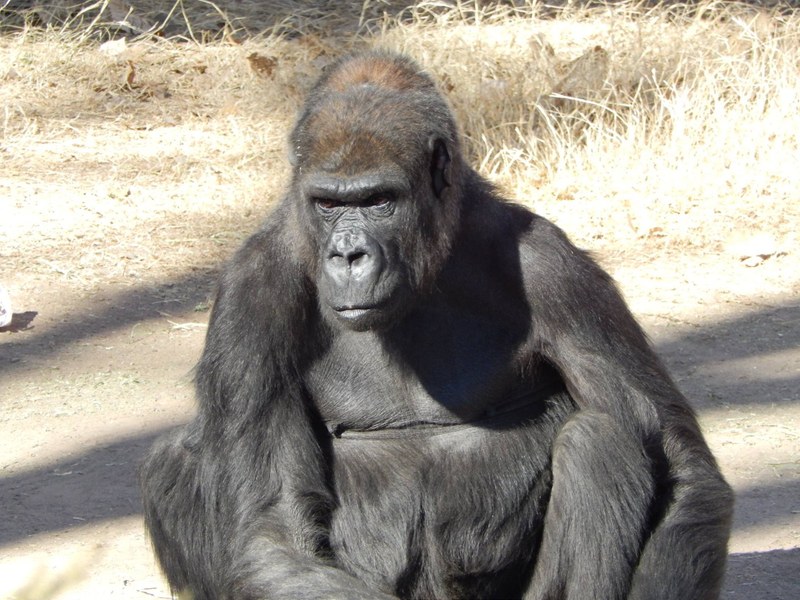 A Special Gorilla A Special Gorilla