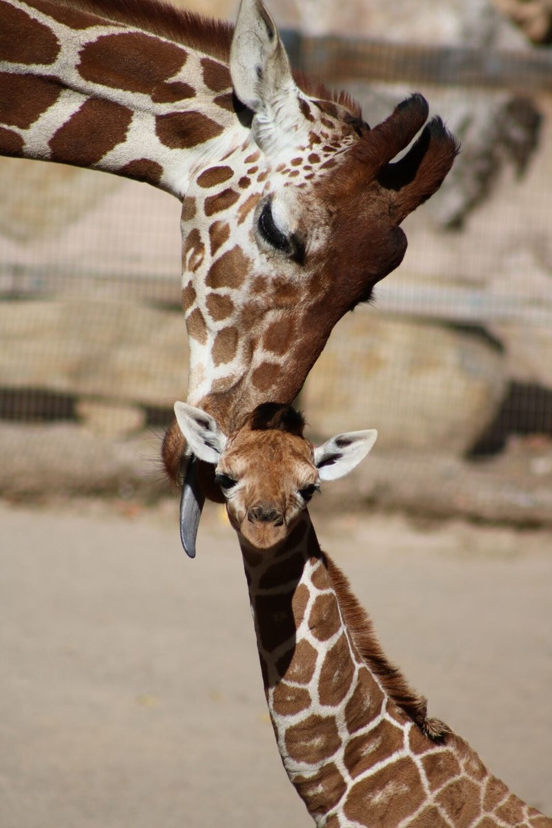 Animal Wellbeing is Our Number One Priority Animal Wellbeing is Our Number One Priority