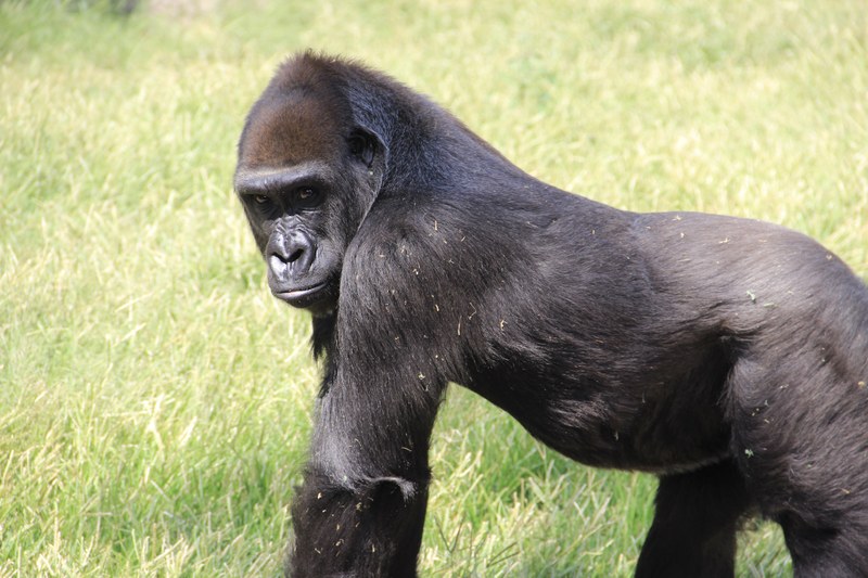 Great News for ABQ BioPark Ape Community Great News for ABQ BioPark Ape Community