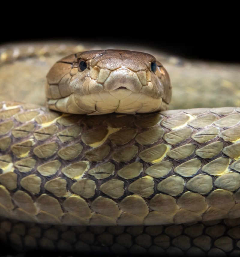Carl, the iconic King Cobra, dies Carl, the iconic King Cobra, dies
