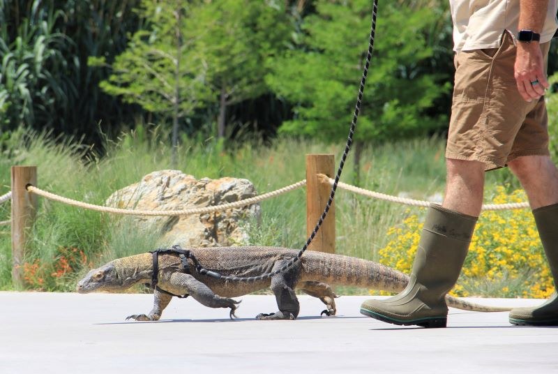Join Us at the Zoo for Some New Animal Presentations Join Us at the Zoo for Some New Animal Presentations