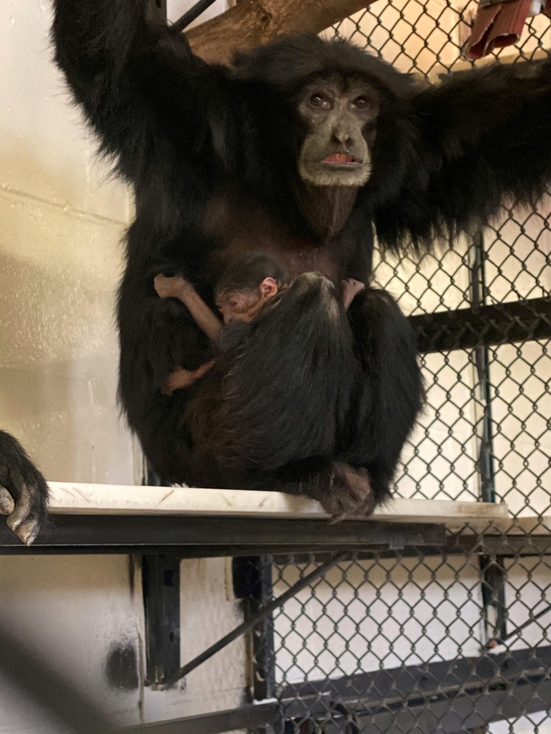 New Siamang Baby at the ABQ BioPark Zoo New Siamang Baby at the ABQ BioPark Zoo