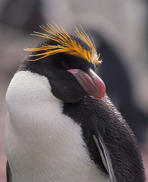 Penguins Feel the Heat Penguins Feel the Heat