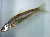 Success for ABQ BioPark's Silvery Minnow Program