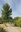 Tree Removal at Tingley Beach