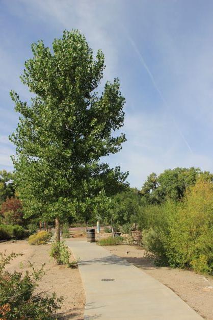 Tree Removal at Tingley Beach