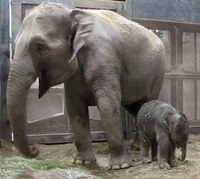 Rozie and calf Rozie and calf