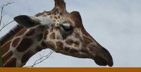 Giraffe Giraffe