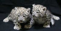 Snow Leopard Cubs 2011 Snow Leopard Cubs 2011