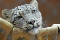 SnowLeopard SnowLeopard