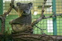 Koala Koala