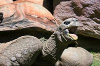 Tortoise Tortoise