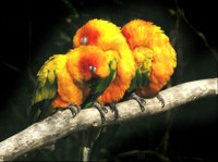 Sun Conure by Hans Hillewaert Sun Conure by Hans Hillewaert