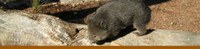 Welcome Wombats! banner Welcome Wombats! banner