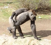 Babygorillaonbackofmama.jpg Babygorillaonbackofmama.jpg