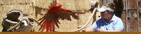 Animal Encounters Banner Animal Encounters Banner