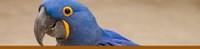 ZooBirdsofAmericasBanner ZooBirdsofAmericasBanner