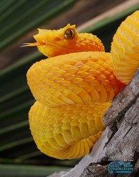 Eyelash Viper Eyelash Viper